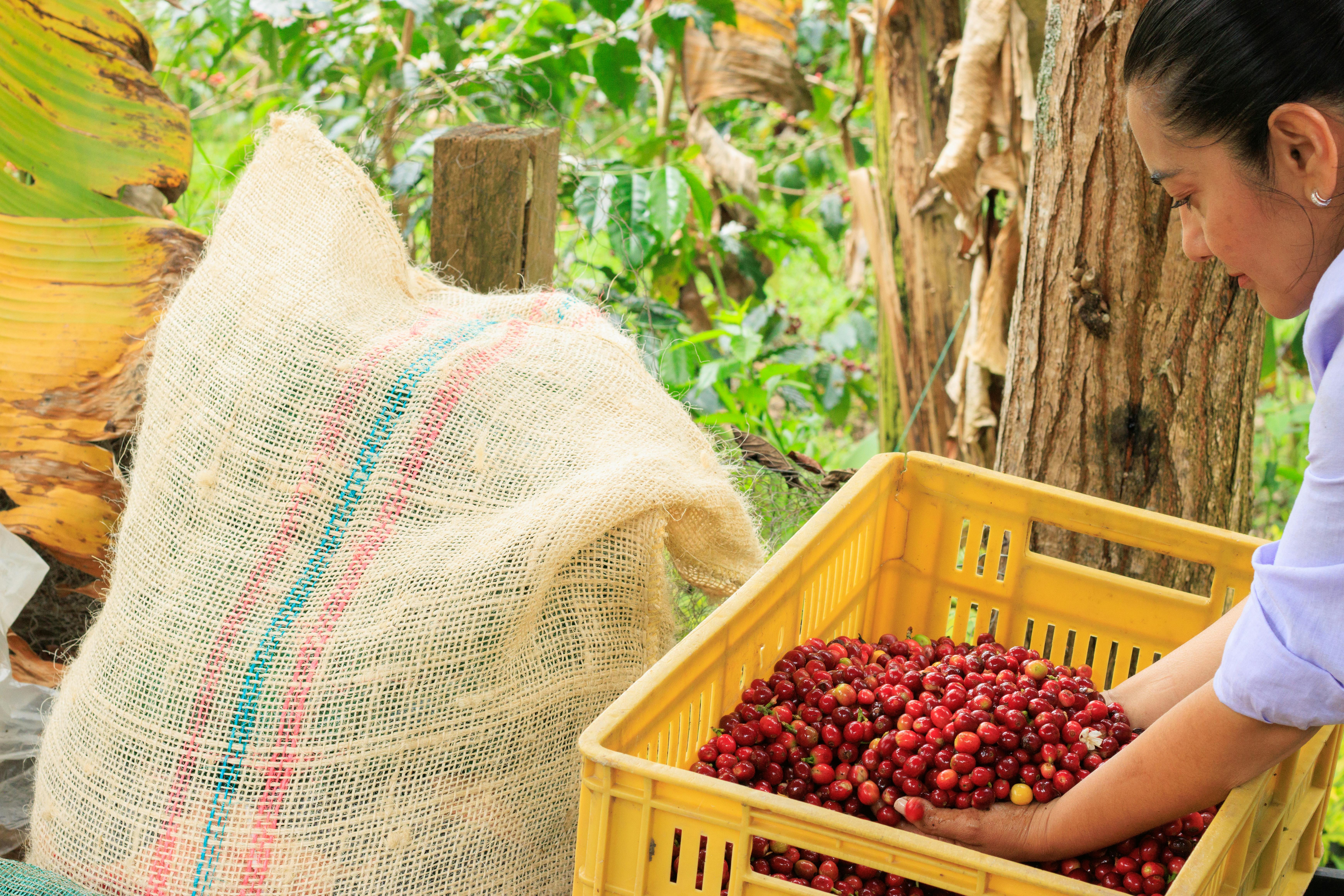 Cultivadora con cerezas de café