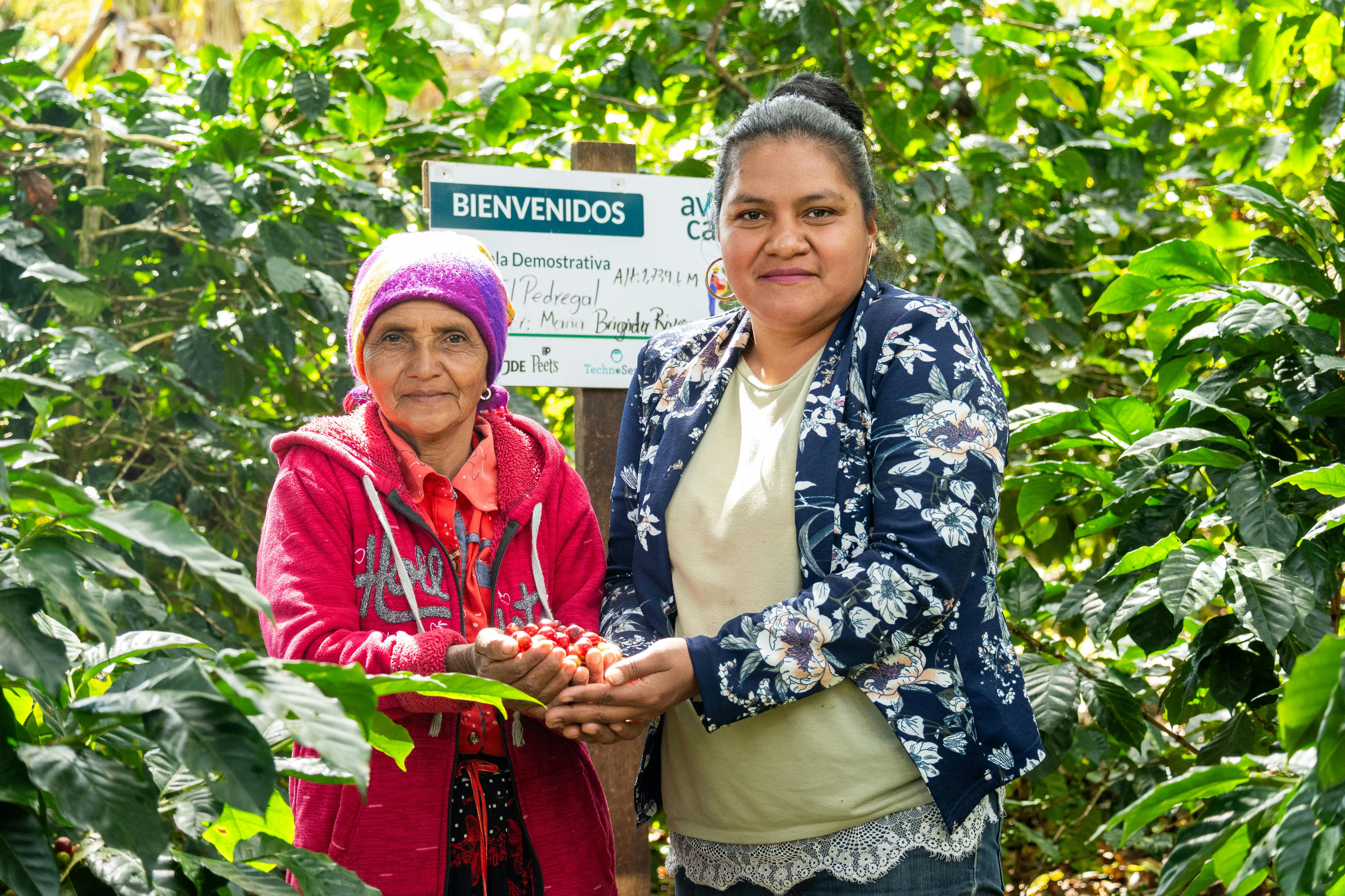Recolección de café en territorio cafetero